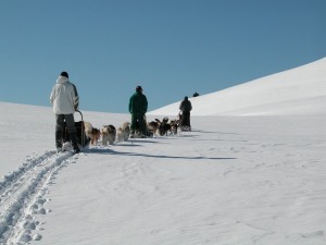 chien traineaux